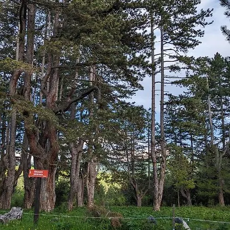 Aa Pine Vikendica Za Izdavanje U Srcu Zapadne Srbije Chalet *